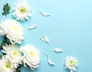 White chrysanthemum flowers and petals scattered on pastel blue background. Minimal floral flat lay for natural cosmetics, spa, health