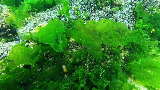 Underwater landscape of the Black Sea, green algae (Enteromorpha, Ulva) growing on rocks and mussels on the bottom.