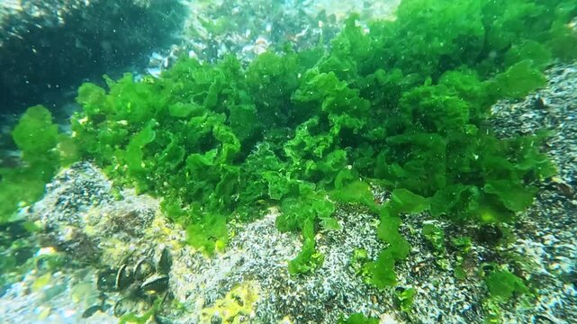 Underwater landscape of the Black Sea, green algae (Enteromorpha, Ulva) growing on rocks and mussels on the bottom.
