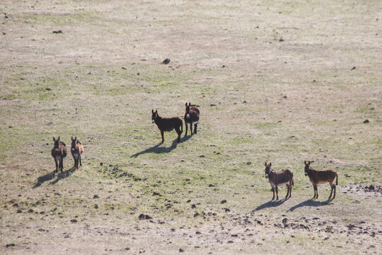 A small herd of burros roams the arid terrain of the Smoke Creek Desert in Lassen County, California. 
