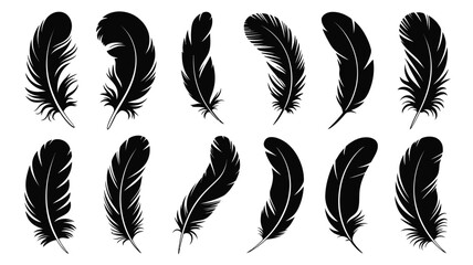 A collection of black feathers displayed in a simple elegant arrangement © MSTMORSHEDA