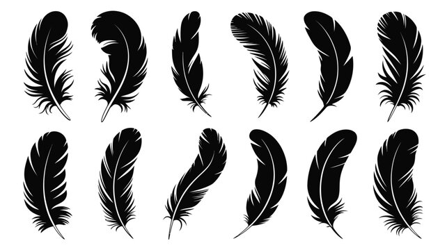 A collection of black feathers displayed in a simple elegant arrangement