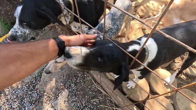 Multiple dogs gather at the enclosure, jostling for attention as hands alternate scratches and pats across happy faces.