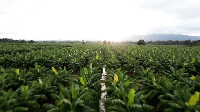 Drone aerial view of a vast banana plantation with rows of lush green plants during a sunny day