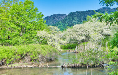 Fototapeta premium 栃木県日光市 奥日光の戦場ヶ原に咲くズミの花と湯川