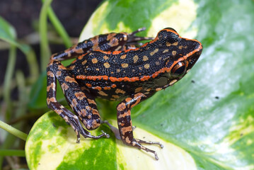 Pulchrana picturata, also known as the spotted stream frog, close up of a spotted stream frog
