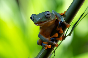 A green tree frog perched on a branch