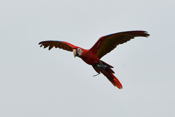 macaw bird flying freely in nature,macaw bird with its colorful feathers