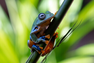A green tree frog perched on a branch