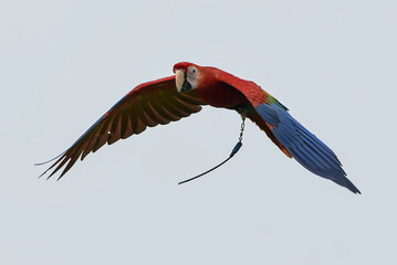 macaw bird flying freely in nature,macaw bird with its colorful feathers