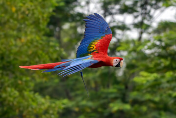 macaw bird flying freely in nature,macaw bird with its colorful feathers