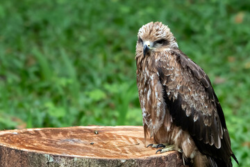 Black Kite - Milvus migrans, beautiful brown raptor from European forest, Black kite perched on a tree log