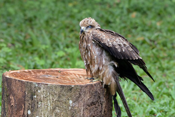 Black Kite - Milvus migrans, beautiful brown raptor from European forest, Black kite perched on a tree log