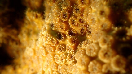 Obraz premium Stony colonial coral Oculina patagonica close-up undersea, Ligurian Sea, Italy, Imperia 