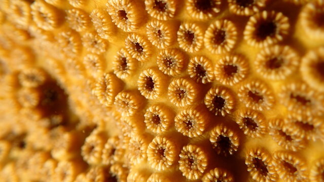 Stony colonial coral Oculina patagonica close-up undersea, Ligurian Sea, Italy, Imperia
