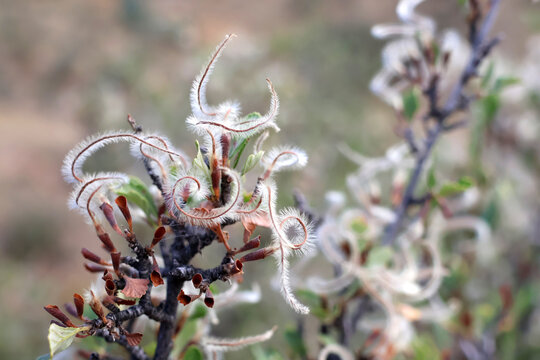 Mountain Mahogony feathery seeds growing in the Rocky Mountians of Colorado, USA
