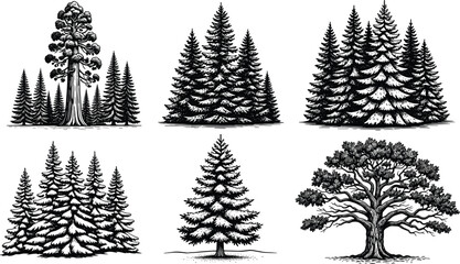 Evergreen pine forest and oak tree sketches set featuring coniferous spruce, sequoia, and cedar wood engravings for nature and wilderness designs. © Munmun