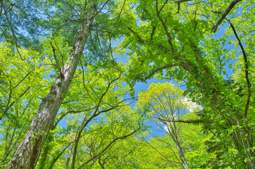 Fototapeta premium 栃木県日光市 新緑の季節を迎える奥日光の戦場ヶ原の森林風景