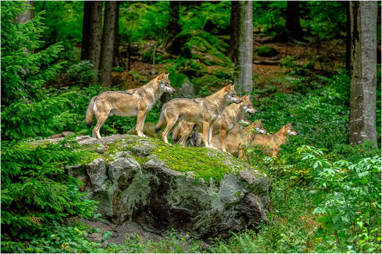 Wolfsrudel