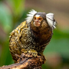 Close-up of a tiny primate with fluffy white ear tufts, resting on a branch, set against a blurred green backdrop