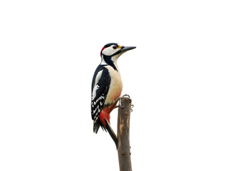 Fototapeta premium woodpecker perched on branch isolated on a white background 