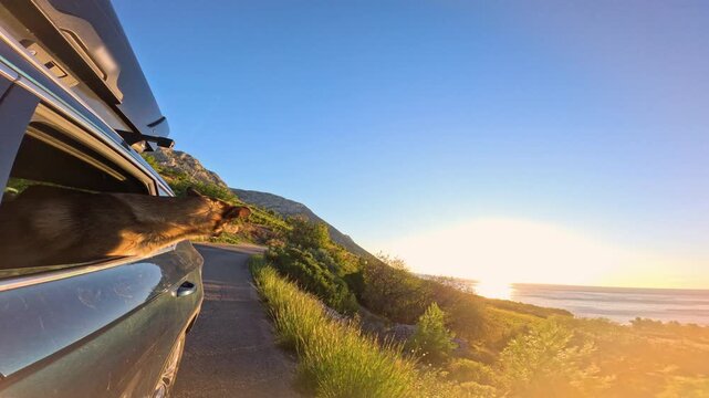 LENS FLARE, CLOSE UP: Brown dog enjoys fresh sea air while leaning out of a car window that travels along the coast bathed in the golden light of the rising sun. Scenic car ride on island of Hvar.