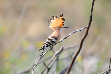 A common hoopoe (Upupa epops) with its crest spread out, photographed close-up, perched on a branch against a blurred background © VOLODYMYR KUCHERENKO