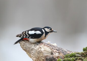 Obraz premium A female great spotted woodpecker (Dendrocopos major) is photographed close up perched on a log against a blurred background.