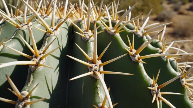 Close-up view of a barrel cactus with sharp spines growing in a natural desert environment