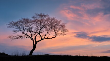 Silhouette of a bare tree against a vibrant pink and blue sunset sky, with wispy clouds and subtle frost on the foreground grass.