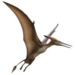 Pteranodon Pterosaur Flying 3D Illustration Isolated on White Background"