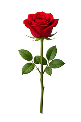 Obraz premium Single Red Rose Flower with Stem Isolated on Black Background