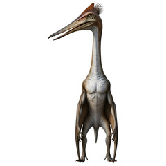 Tall Azhdarchid Pterosaur Standing Isolated on White Background