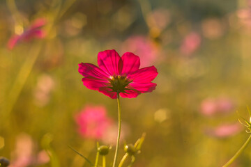 Pink cosmos blossoms spread across the meadow, bathed in golden sunset light that enhances their gentle and airy presence.