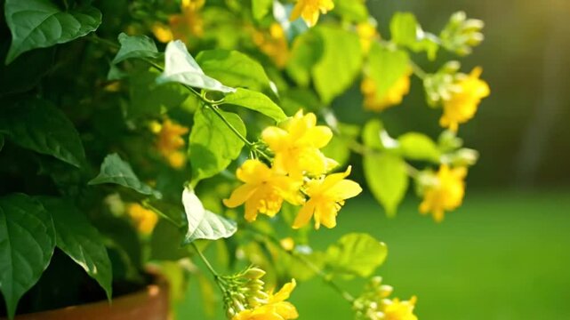 Kerria Japonica Plant in Sunlight Blooming with Bright Yellow Flowers and Green Leaves in a Peaceful Garden Setting