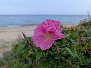 Close-up of a pink rosehip blossom on a bush overlooking an empty beach