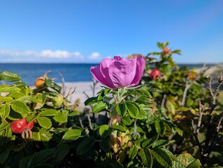 Close-up of a pink rosehip blossom on a bush overlooking an empty beach