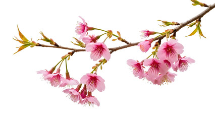 Obraz premium beautiful pink cherry blossoms hanging from the branches against a transparent 