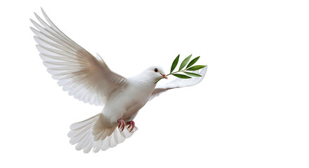 Fototapeta premium White dove carrying olive branch in flight
