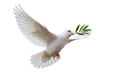 White dove carrying olive branch in flight