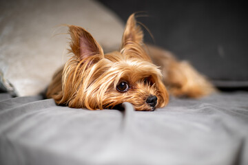 yorkshire terrier