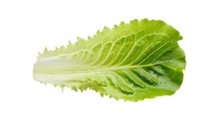 Fresh green lettuce leaf on white background