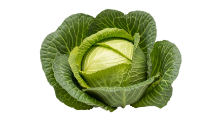 Fresh green cabbage on white background