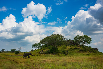 An elephant eats the golden grass of the savanna at Serengeti National Park, Tanzania, Africa © Jonathan W. Cohen 