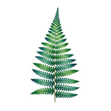 ultra realistic photo of a single, detailed watercolor pteridophyta fern frond illustration, hand-painted emerald green and teal, isolated on transparent background, concept of botanical accuracy