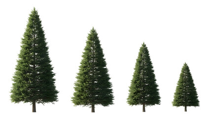 Obraz premium Four pine trees in different sizes, isolated on a transparent background PNG 