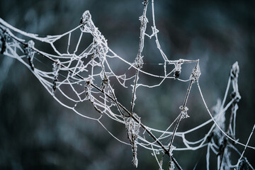 Close-up of plants and spiderwebs covered in hoarfrost in a forest in the Lower Taunus Mountains.