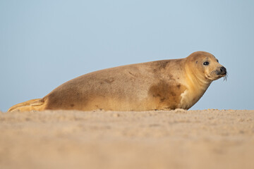 Atlantic Grey Seal Pup (Halichoerus grypus) on a sandy beach on the East Coast of England