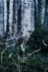 Close-up of plants and spiderwebs covered in hoarfrost in a forest in the Lower Taunus Mountains.