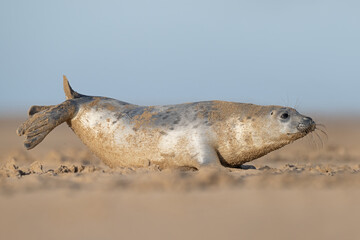 Playful Atlantic Grey Seal Pup (Halichoerus grypus) on a sandy beach on the East Coast of England